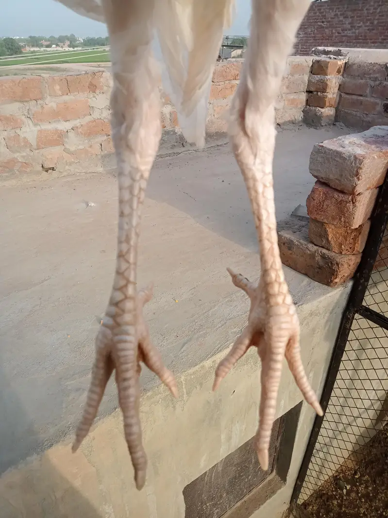 Hira aseel  Patha 5 month ka phta — photo 2
