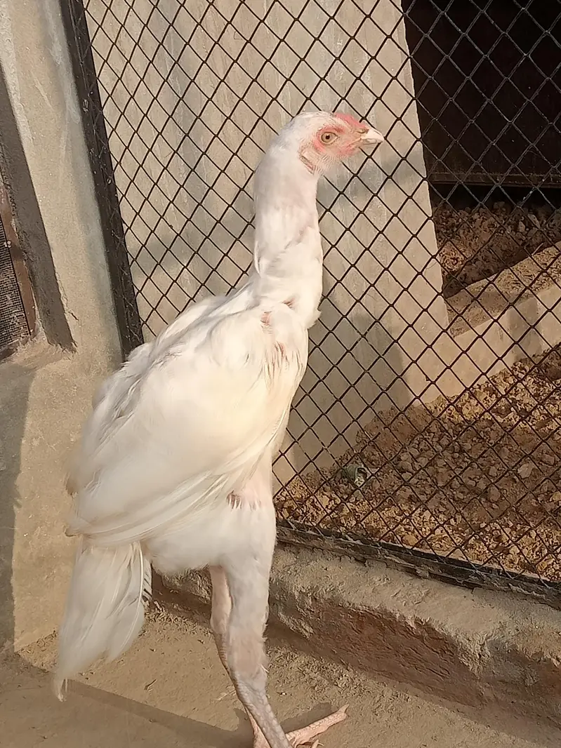 Hira aseel  Patha 5 month ka phta — photo 4