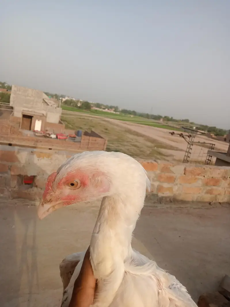 Hira aseel  Patha 5 month ka phta — photo 5
