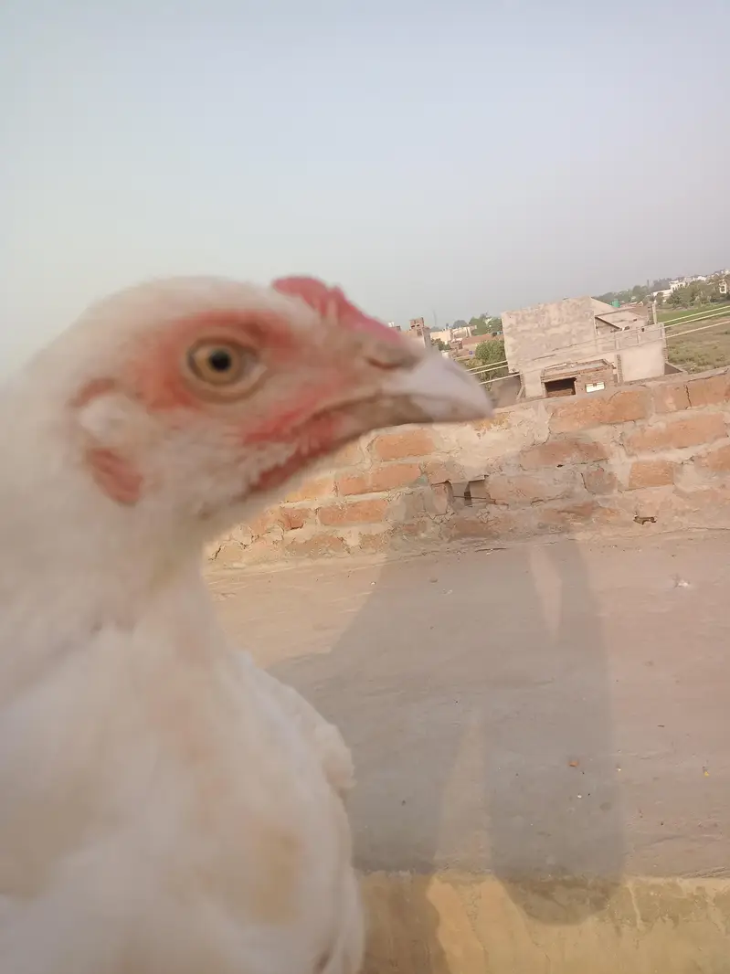 Hira aseel  Patha 5 month ka phta — photo 7