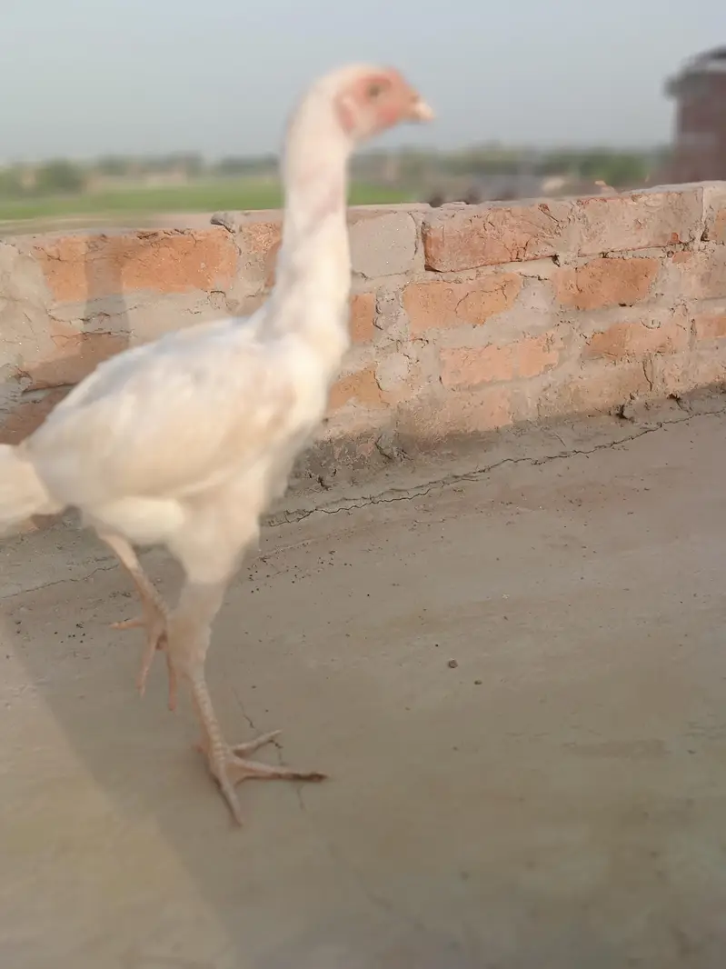 Hira aseel  Patha 5 month ka phta — photo 8