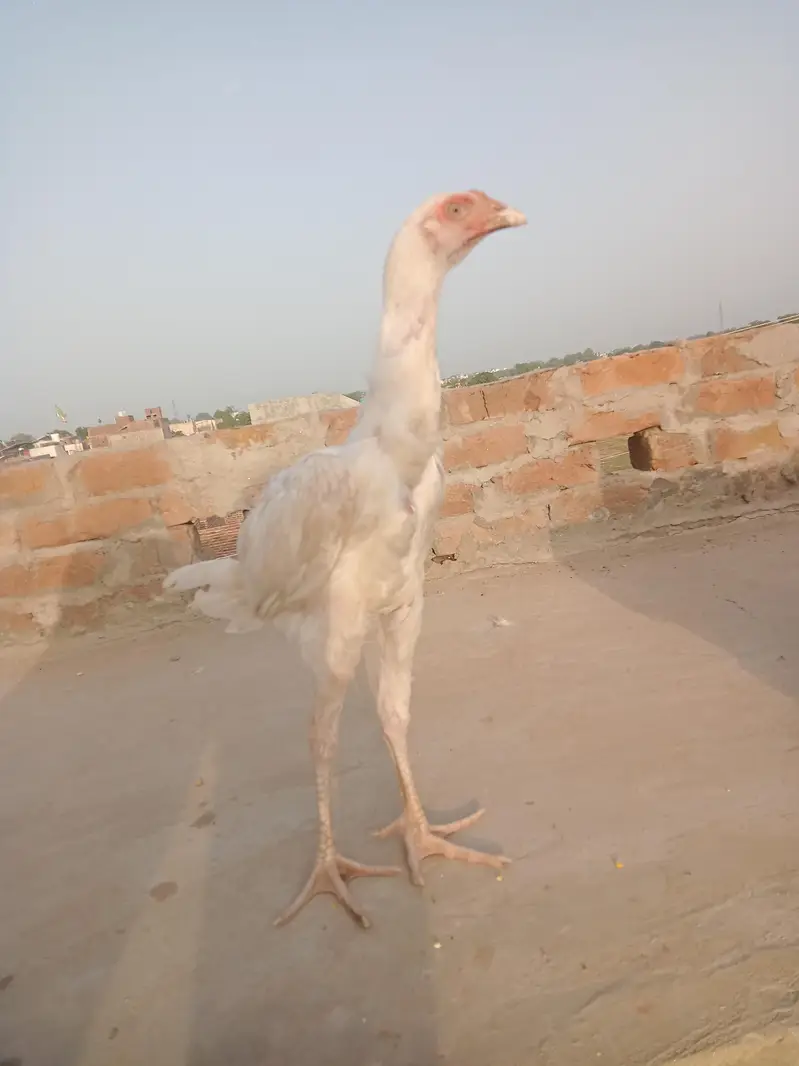 Hira aseel  Patha 5 month ka phta — photo 9
