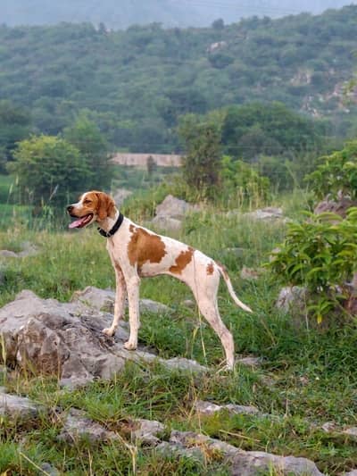 English pointer