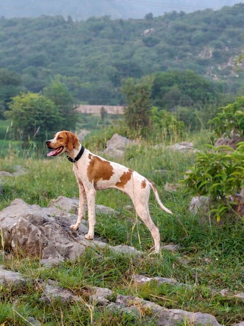 English pointer 0
