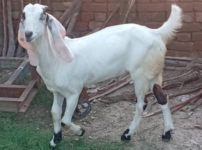 Qurbani 2027 Goats