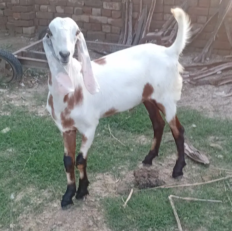 Qurbani 2027 Male Goats/ Bakry/ Gulabi/ Rajanpuri Breed — photo 2
