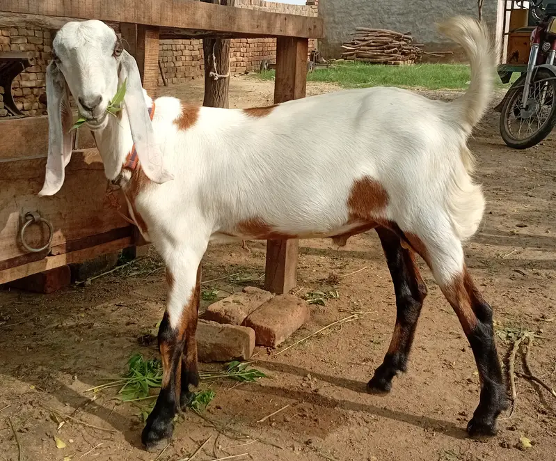Qurbani 2027 Male Goats/ Bakry/ Gulabi/ Rajanpuri Breed — photo 3