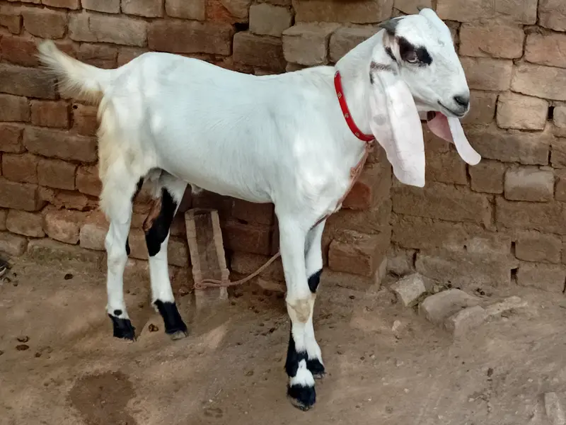 Qurbani 2027 Male Goats/ Bakry/ Gulabi/ Rajanpuri Breed — photo 4