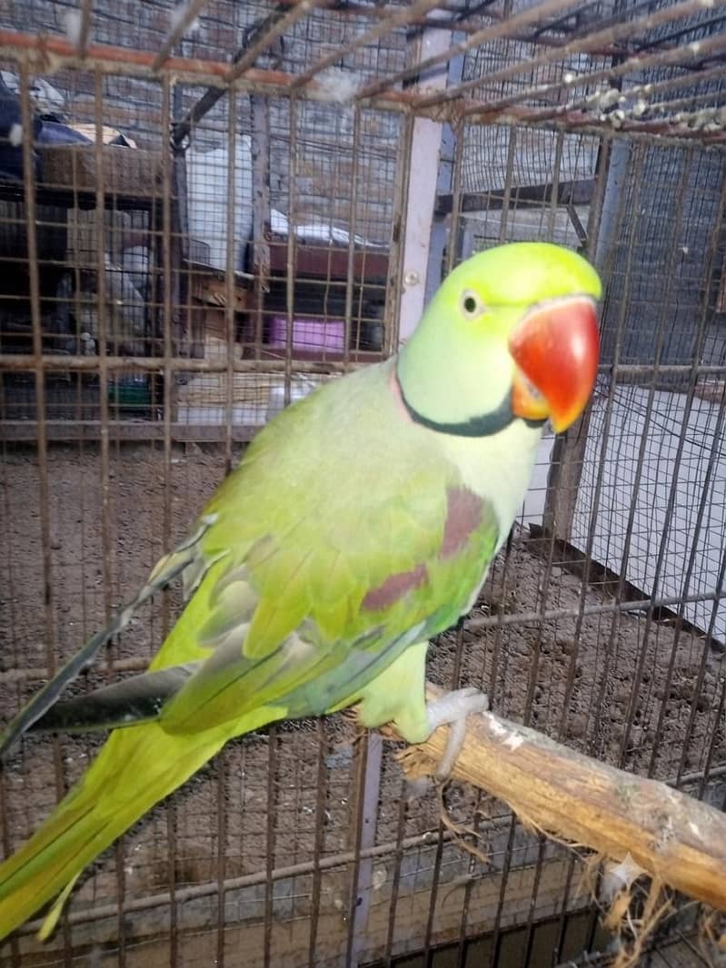 پختہ رنگ، صحت مند اور ایکٹو را طوطے (Raw Parrots) برائے فروخت 1