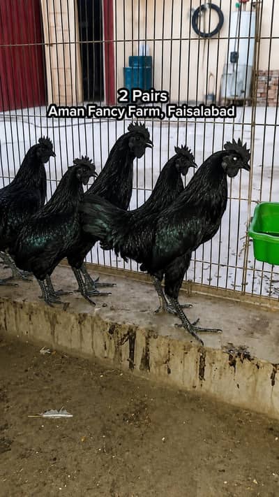 Fancy Hens Avaliable Faisalabad 0326/7678/540