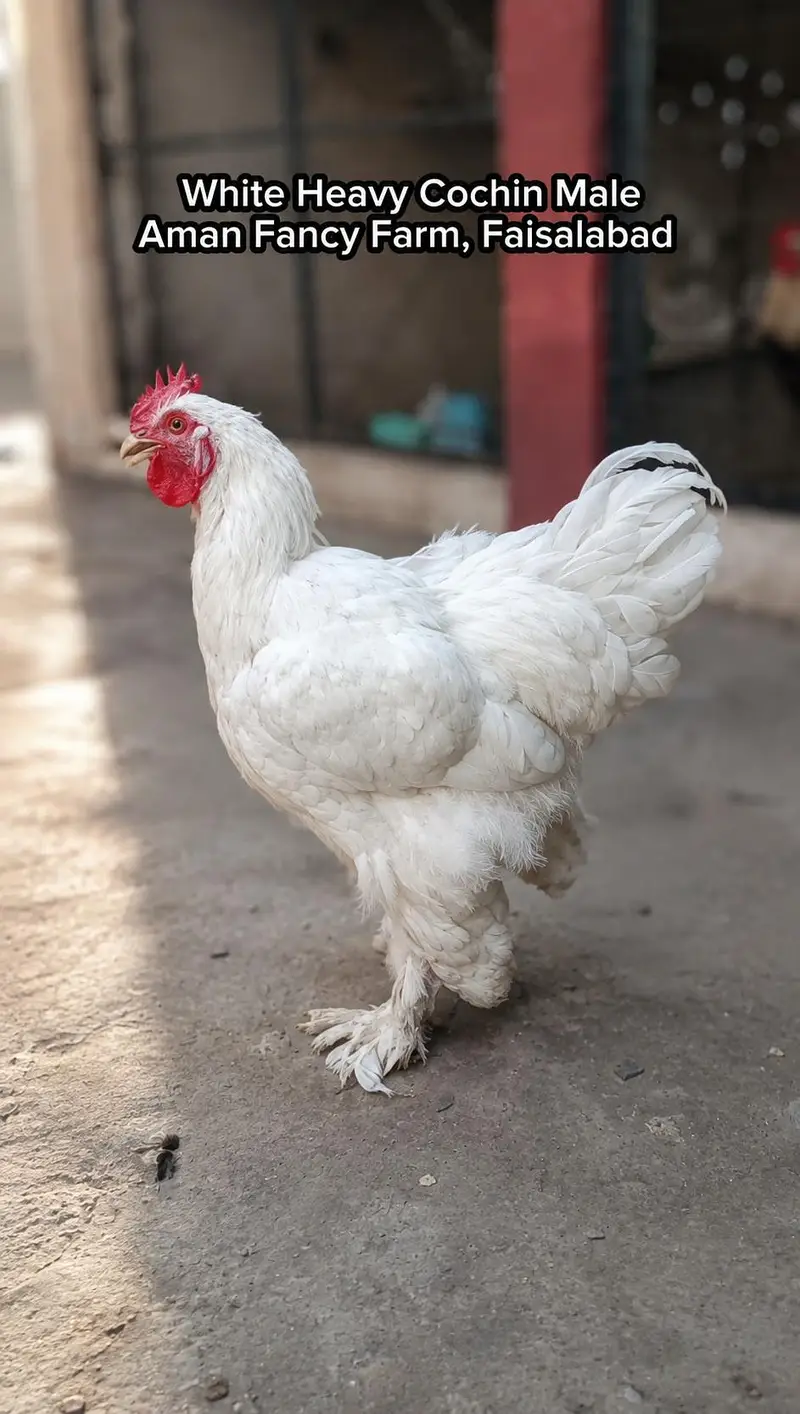 Fancy Hens Avaliable Faisalabad 0326/7678/540 — photo 2