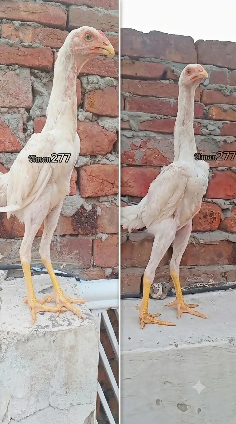Fancy Hens Avaliable Faisalabad 0326/7678/540 — photo 4
