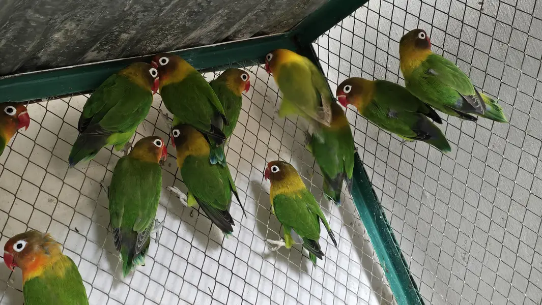 Love Birds Pair — photo 2