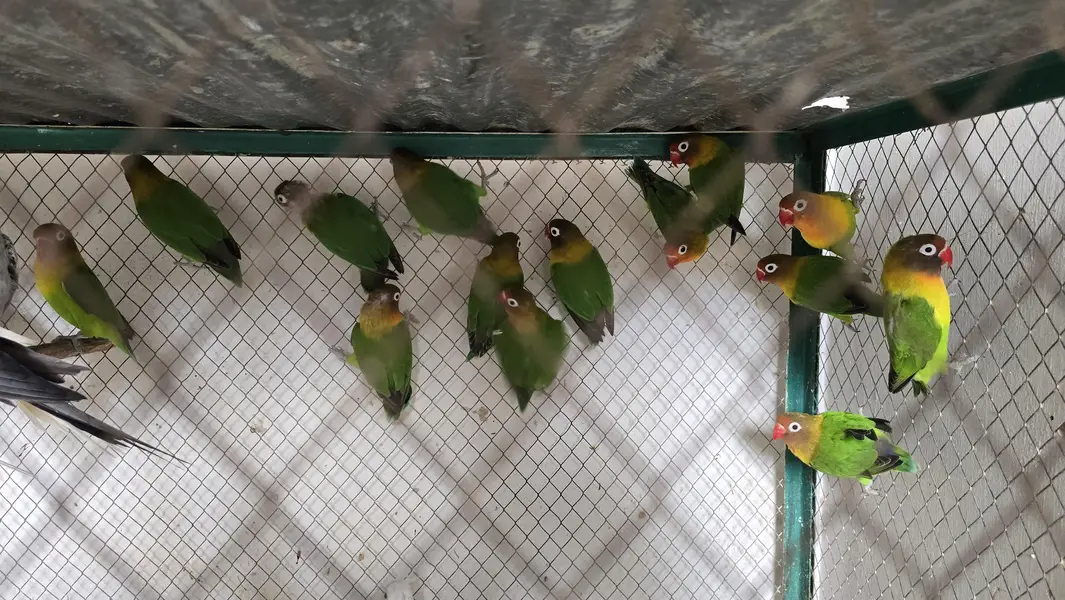 Love Birds Pair — photo 3