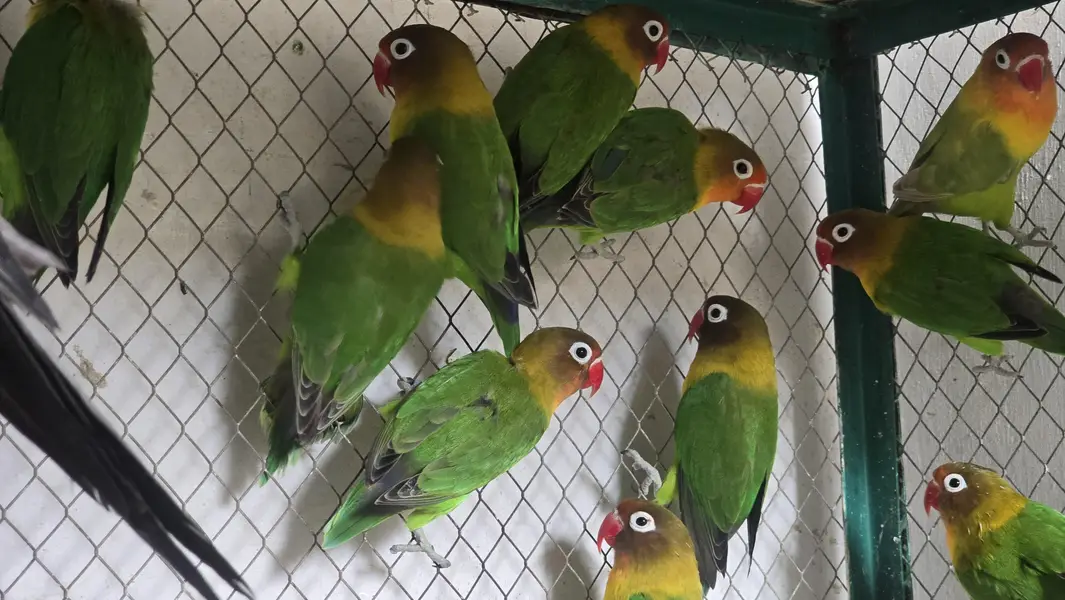 Love Birds Pair — photo 4