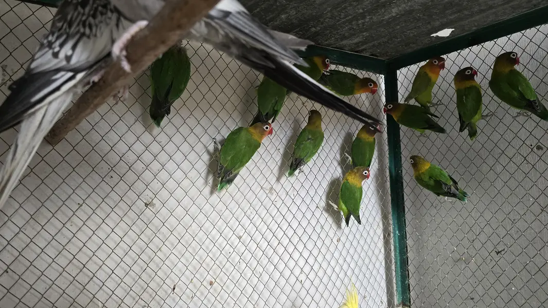 Love Birds Pair — photo 5