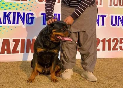 Rottweiler Male