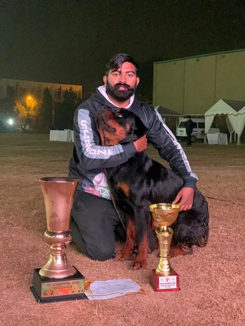 Rottweiler Male — photo 2