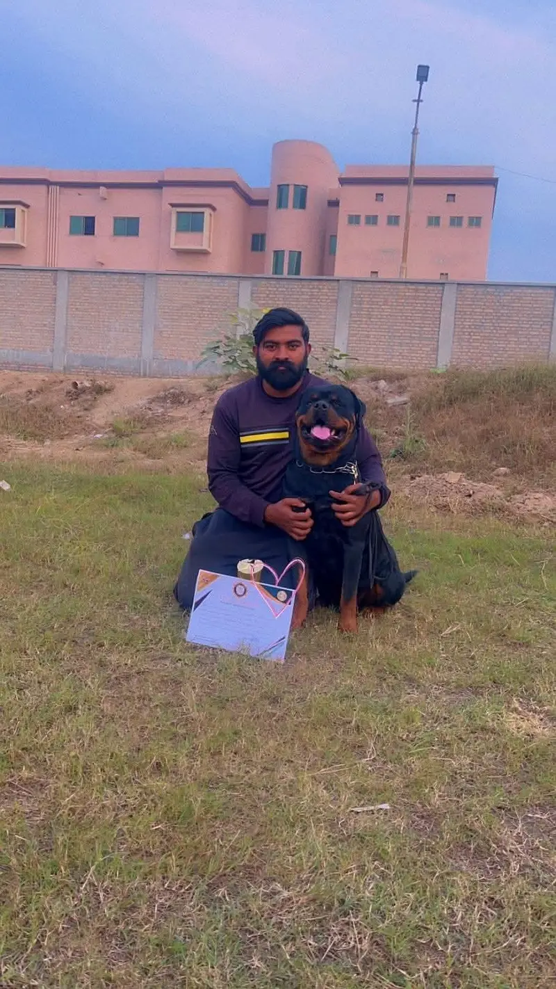 Rottweiler Male — photo 3