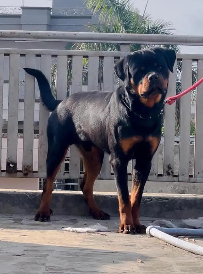 Rottweiler Male — photo 4