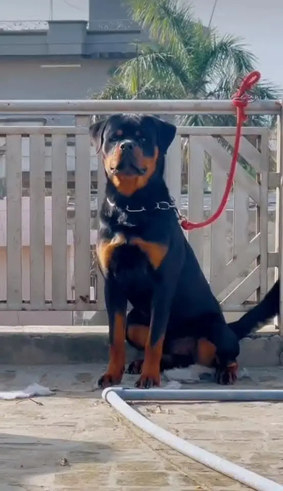 Rottweiler Male — photo 5
