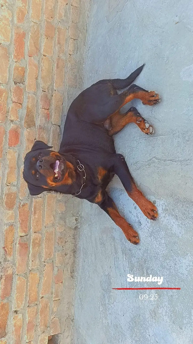 Rottweiler Male — photo 6