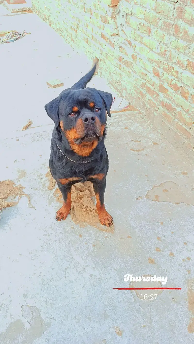 Rottweiler Male — photo 7