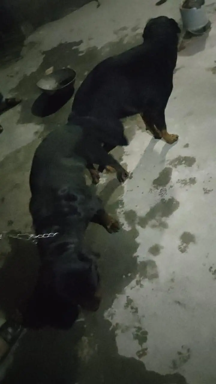 Rottweiler Male — photo 8