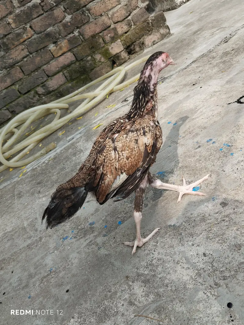 Aseel pathi for sale — photo 2