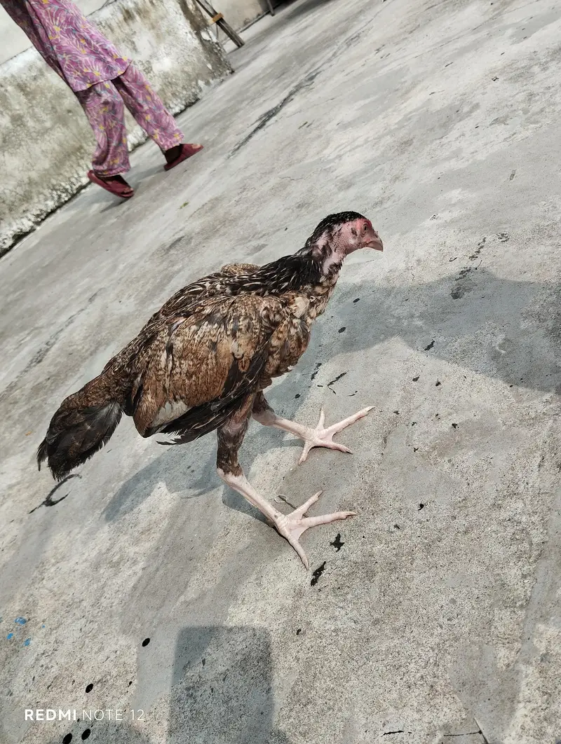Aseel pathi for sale — photo 3