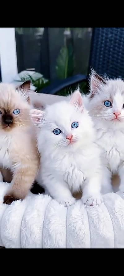 Quality Persian Punch Face cat &kittens 03476305771 WhatsApp