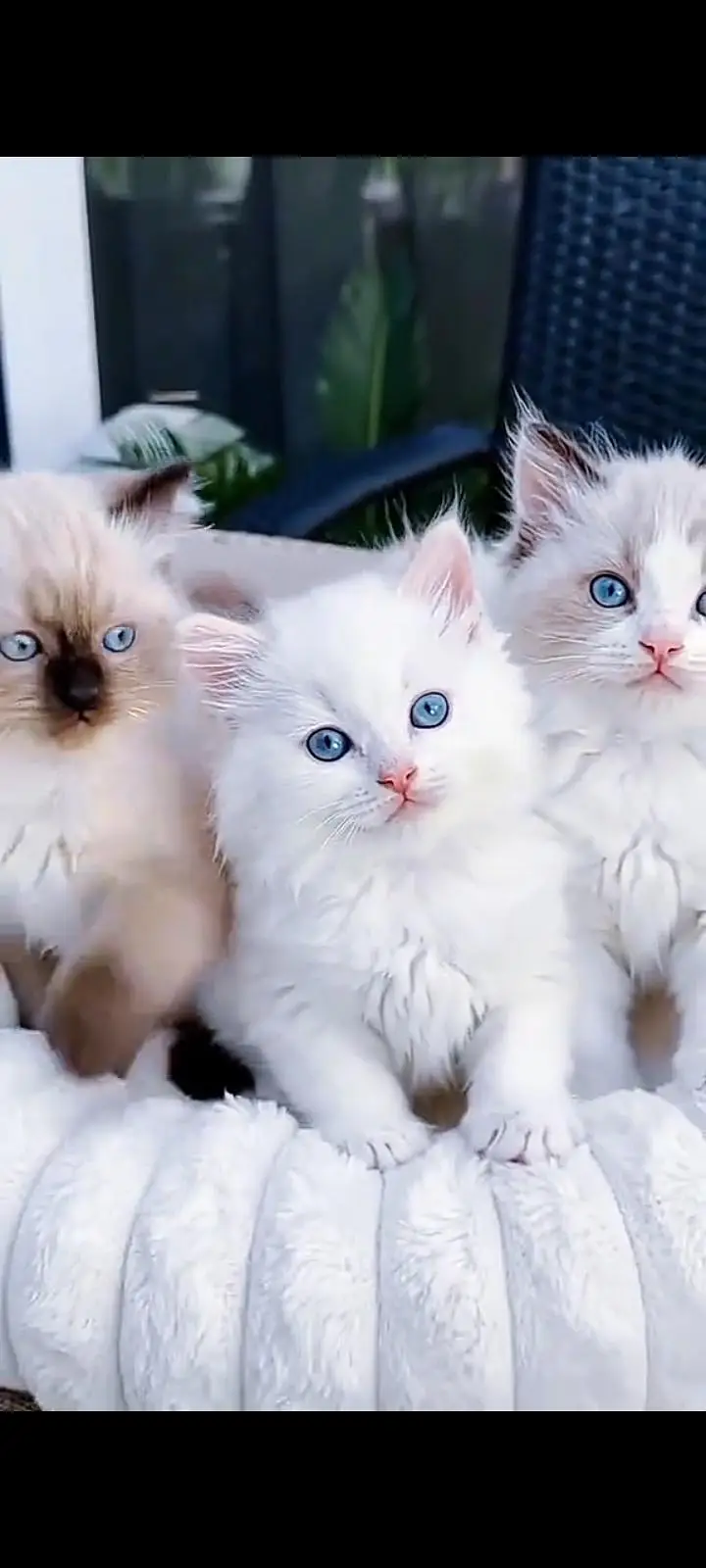 Quality Persian Punch Face cat &kittens 03476305771 WhatsApp — photo 2