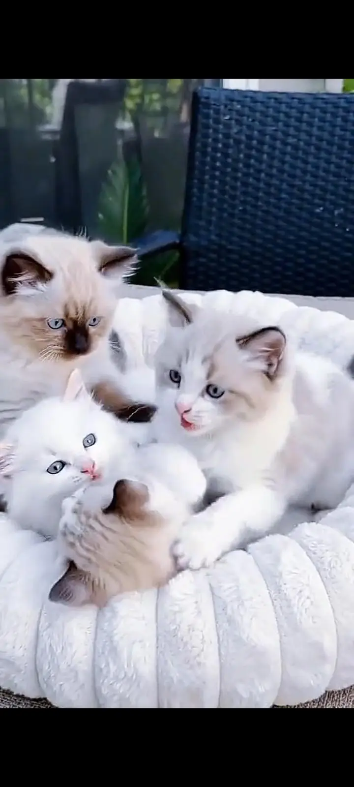 Quality Persian Punch Face cat &kittens 03476305771 WhatsApp — photo 3