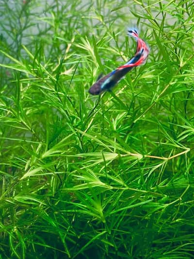 guppy grass 24 stemps