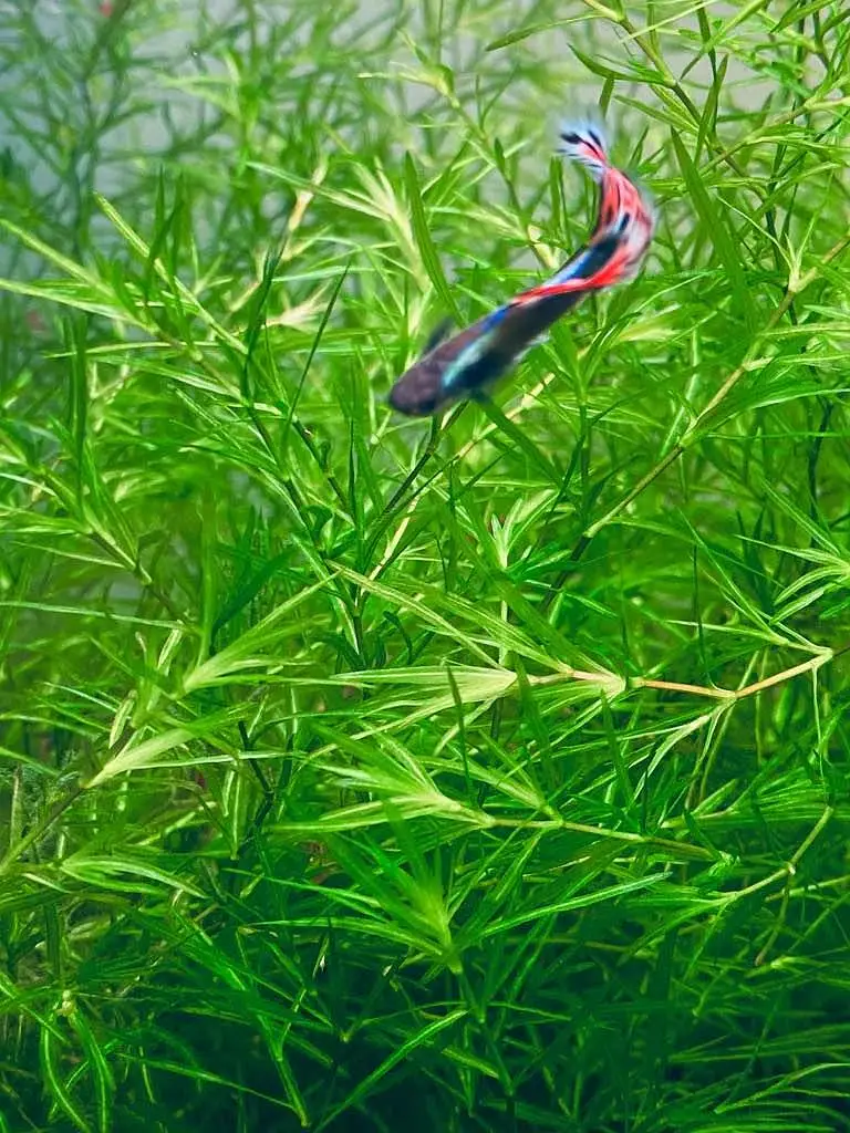 guppy grass 24 stemps