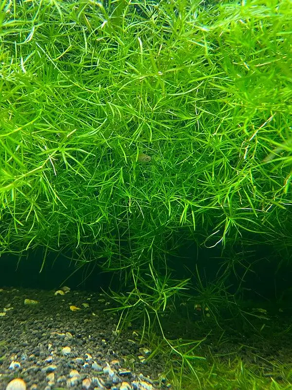 guppy grass 24 stemps — photo 2