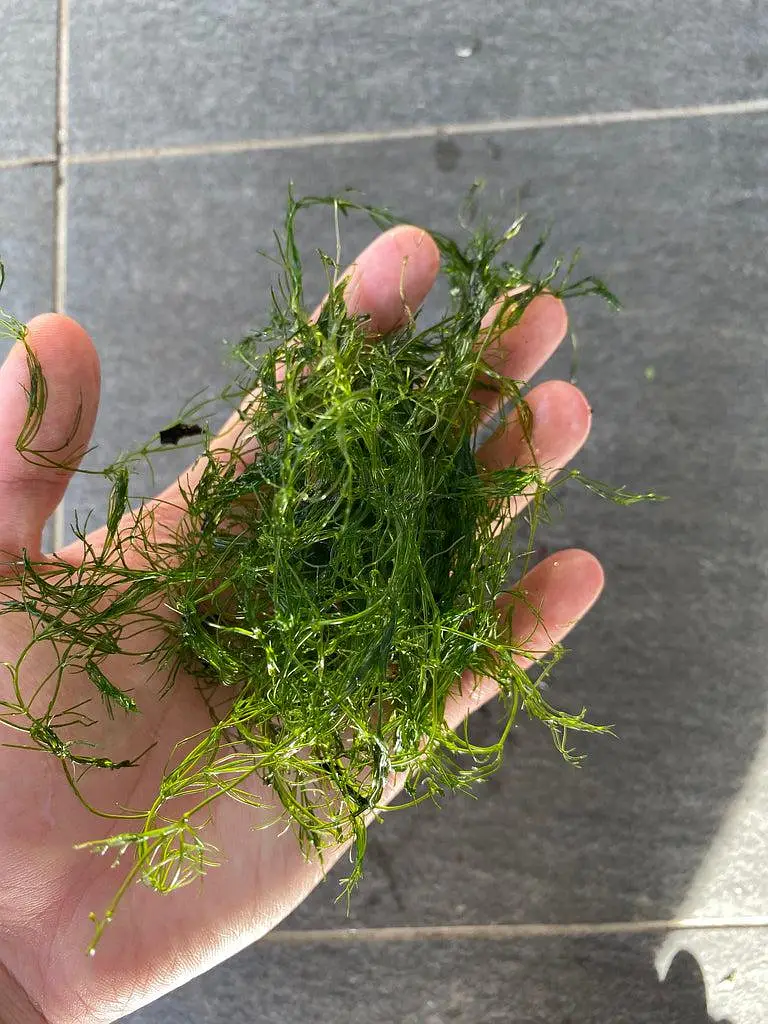 guppy grass 24 stemps — photo 3