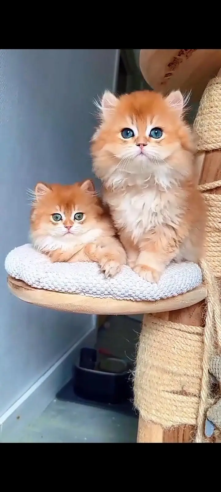 Quality Persian Punch Face cat &kittens 03476305771 WhatsApp — photo 2
