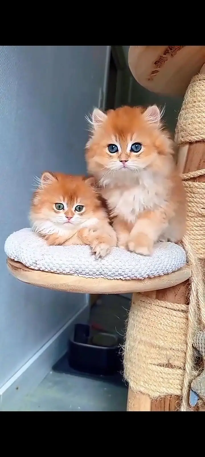 Quality Persian Punch Face cat &kittens 03476305771 WhatsApp — photo 3