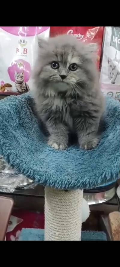 Quality Persian Punch Face cat &kittens 03476305771 WhatsApp