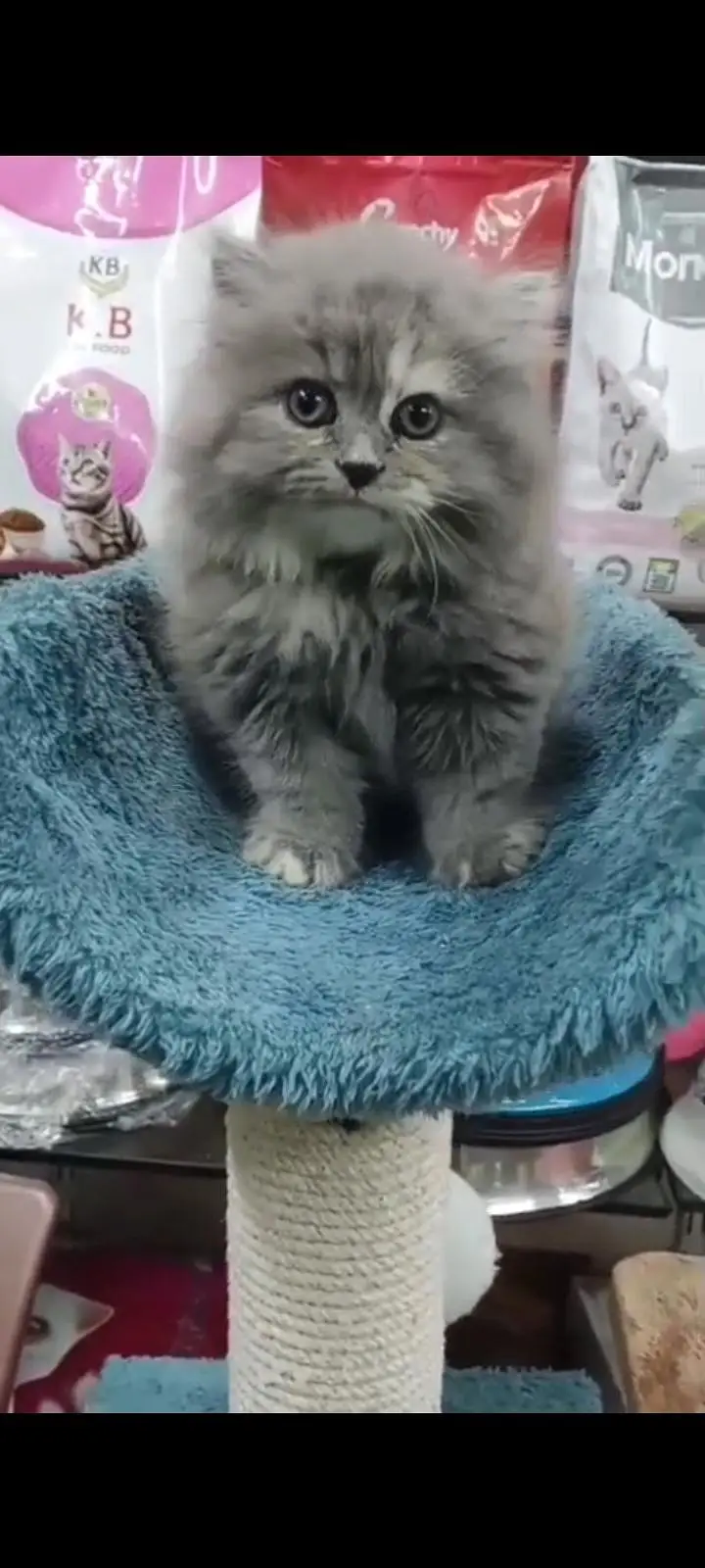 Quality Persian Punch Face cat &kittens 03476305771 WhatsApp — photo 2