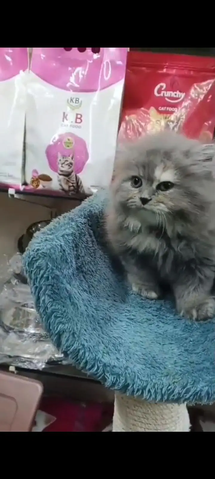 Quality Persian Punch Face cat &kittens 03476305771 WhatsApp — photo 3