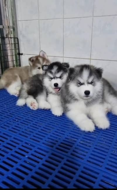 Siberian husky fore sale My WhatsApp number 0342 7891021