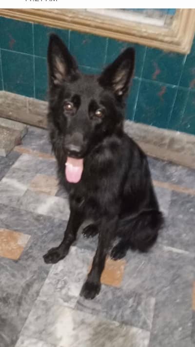 gsd female pink padgri