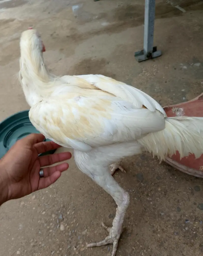 Heera aseel murga long height — photo 5