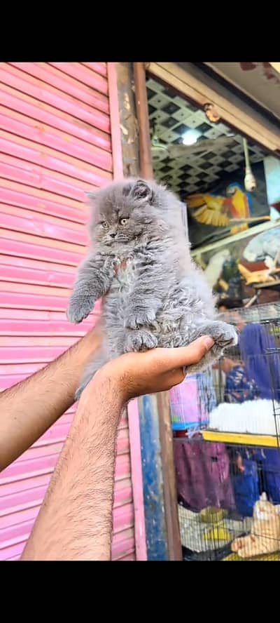 Quality Persian Punch Face cat &kittens 03476305771 WhatsApp
