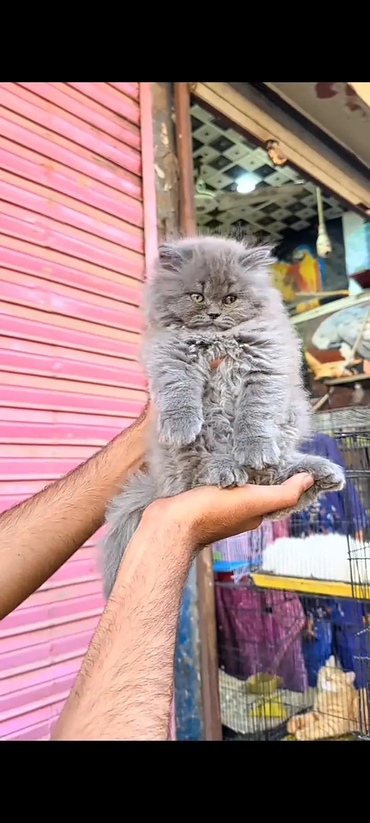Quality Persian Punch Face cat &kittens 03476305771 WhatsApp — photo 2