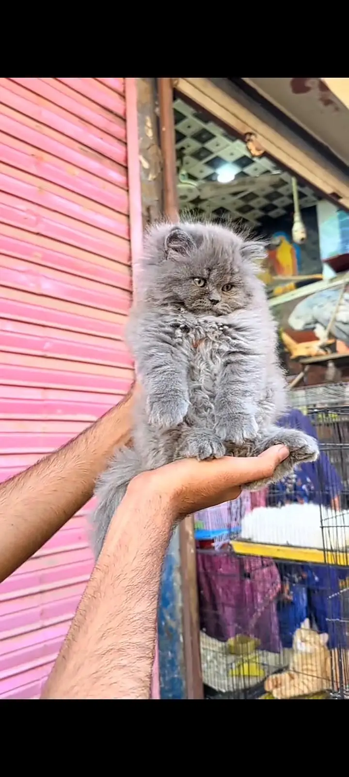 Quality Persian Punch Face cat &kittens 03476305771 WhatsApp — photo 3