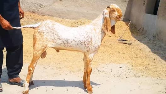 Makkah Chini Bakra For Sale _ 03218617598 رابطہ نمبر