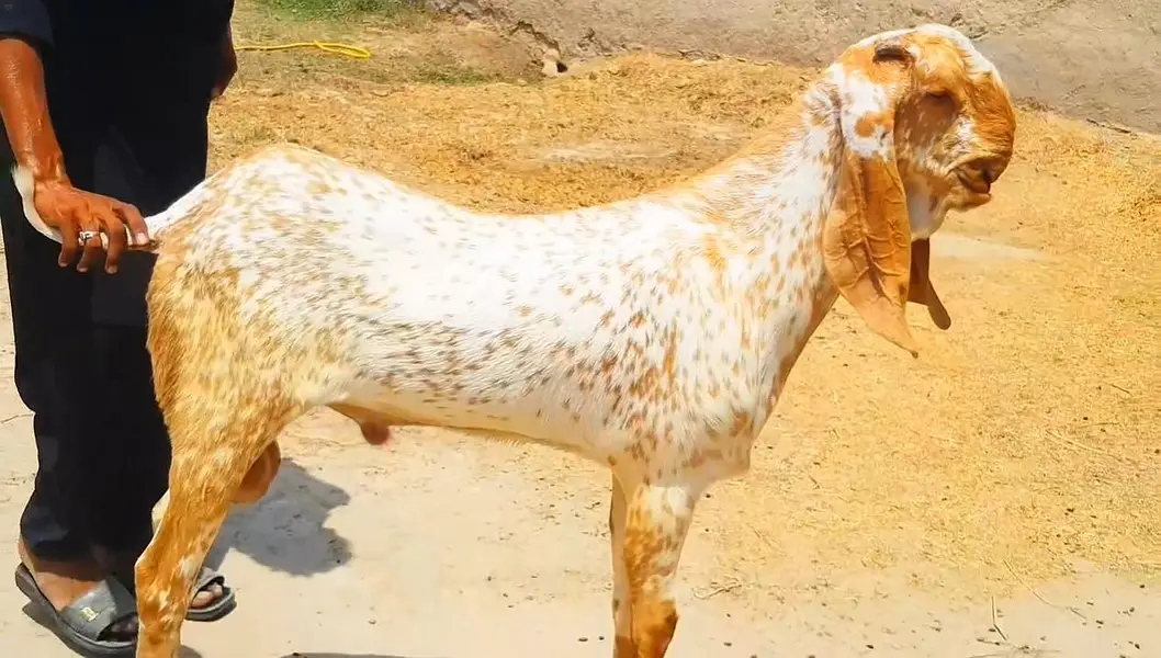 Makkah Chini Bakra For Sale _ 03218617598 رابطہ نمبر — photo 3